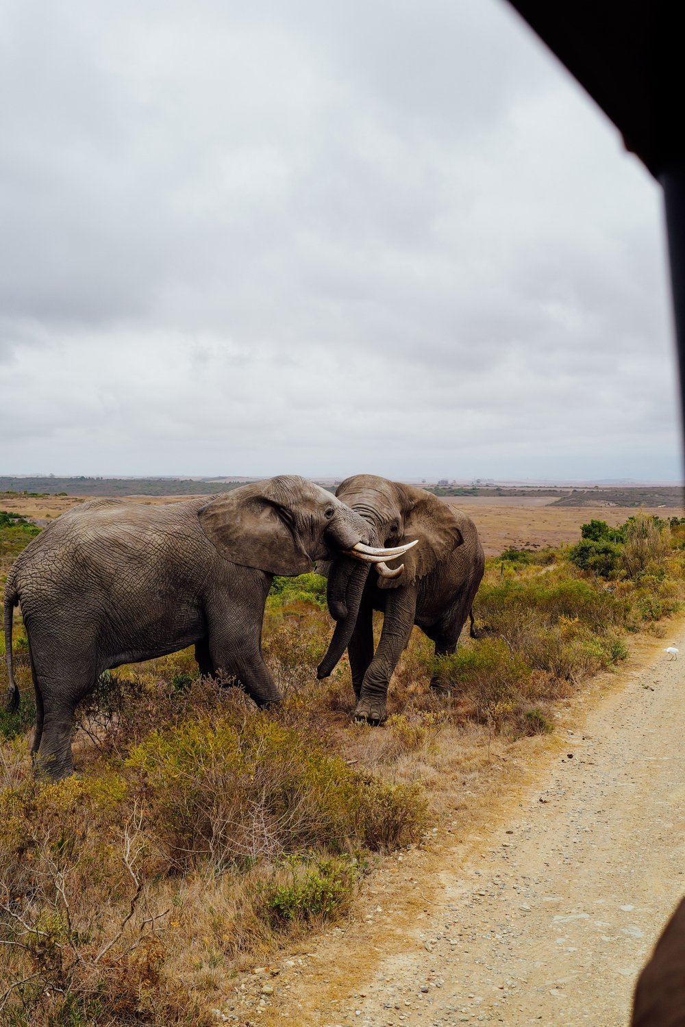 Best Time to Combine Cape Town With a Safari or Garden Route Road Trip - best time to visit cape town