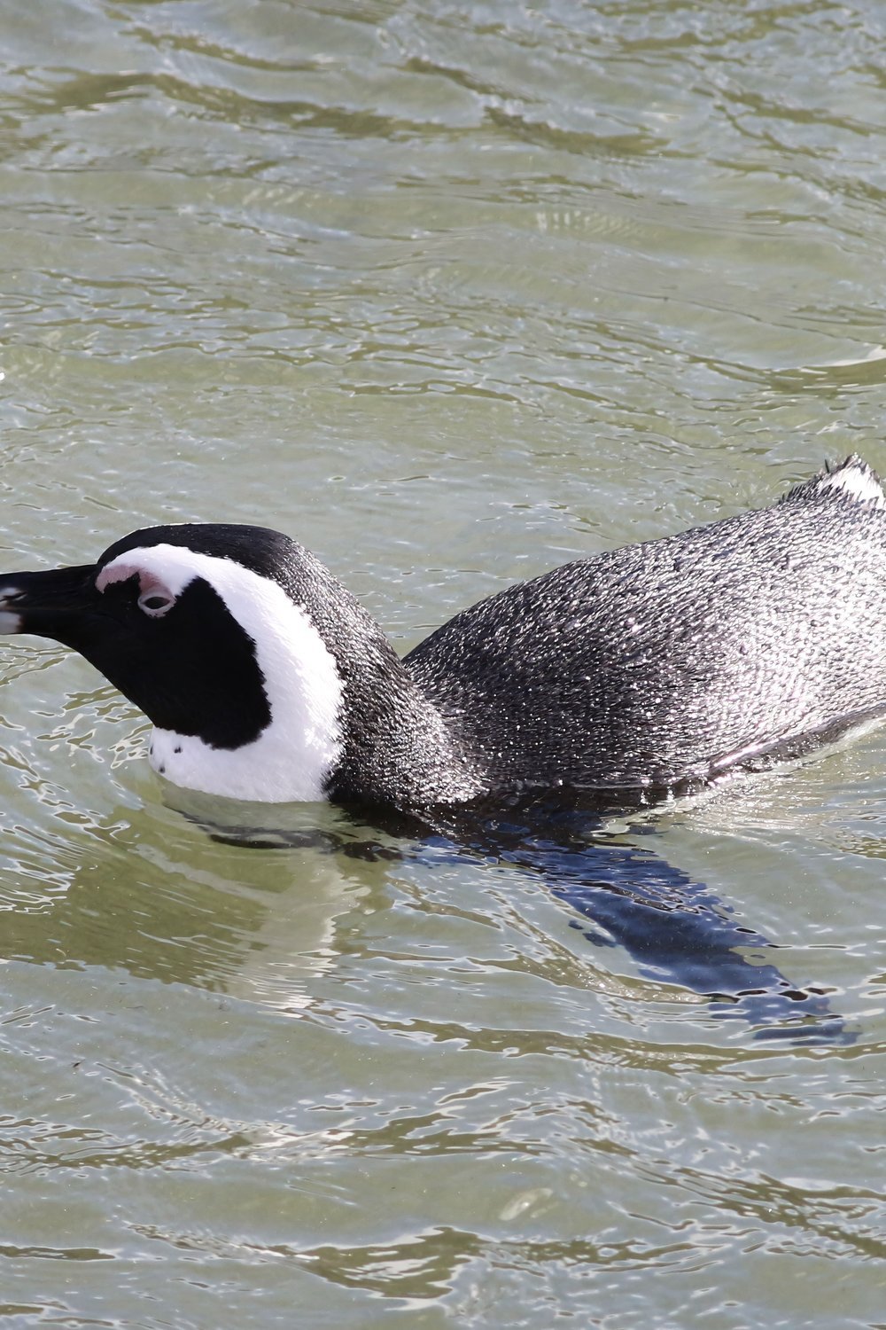 Best Time to Visit Cape Town for Families With Kids - best time to visit cape town