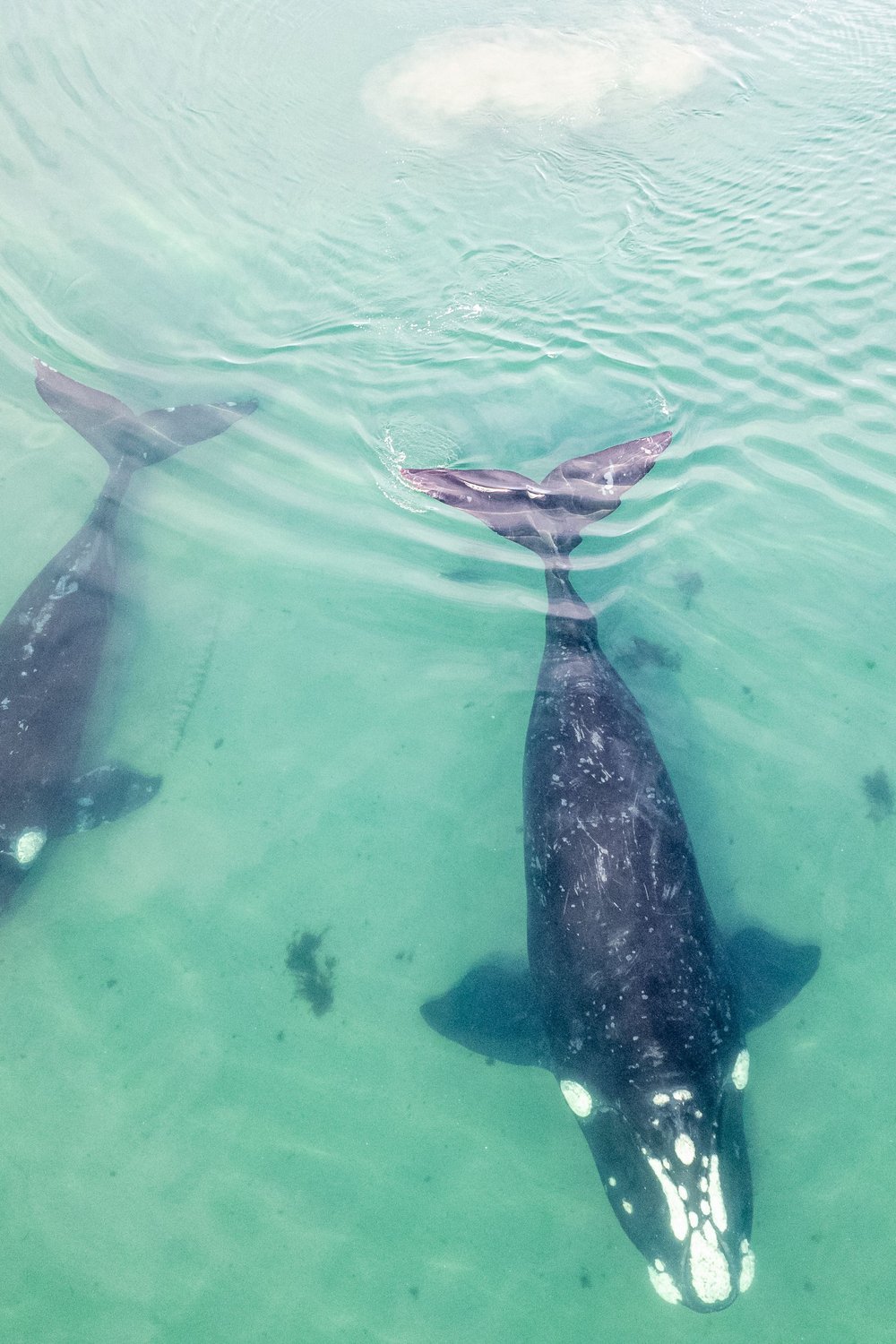 Best Time to Visit Cape Town for Whale Watching - best time to visit cape town
