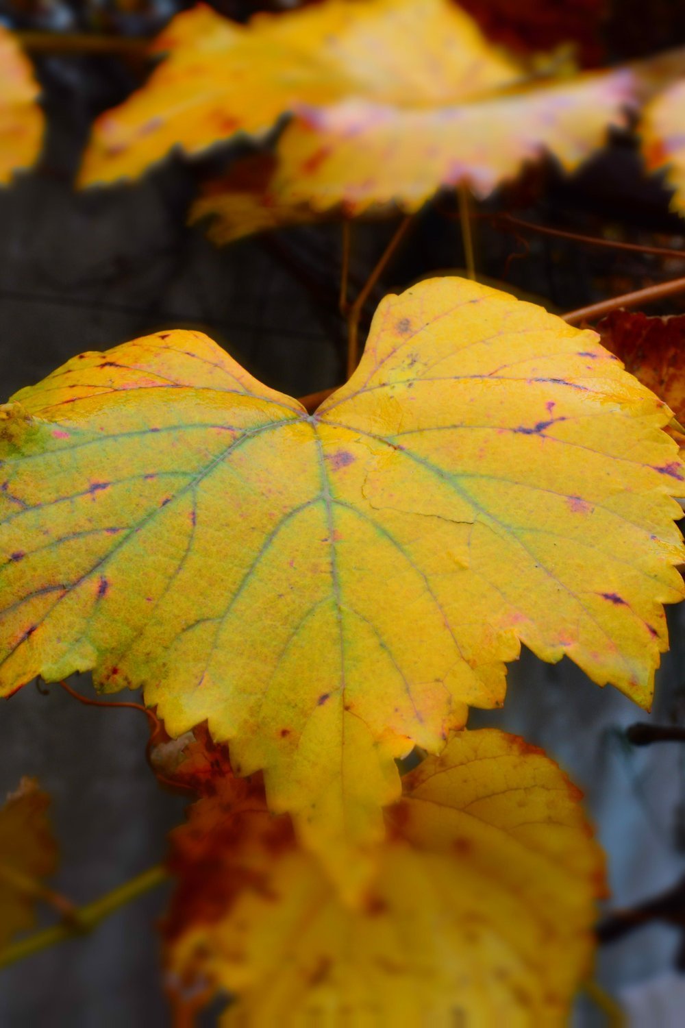 March to May: Why Autumn Is Many Locals' Favourite Season - best time to visit cape town