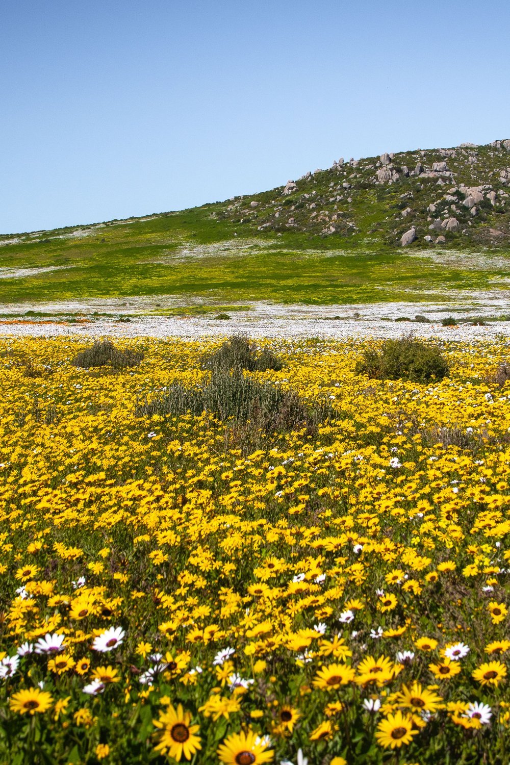 September to November: Spring Wildflowers and the Best of Both Worlds - best time to visit cape town