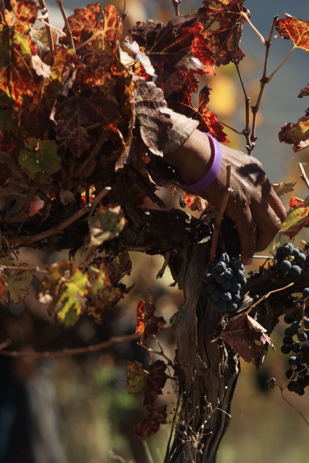 Santorini in October: Autumn Calm and Harvest Season - best time to visit santorini