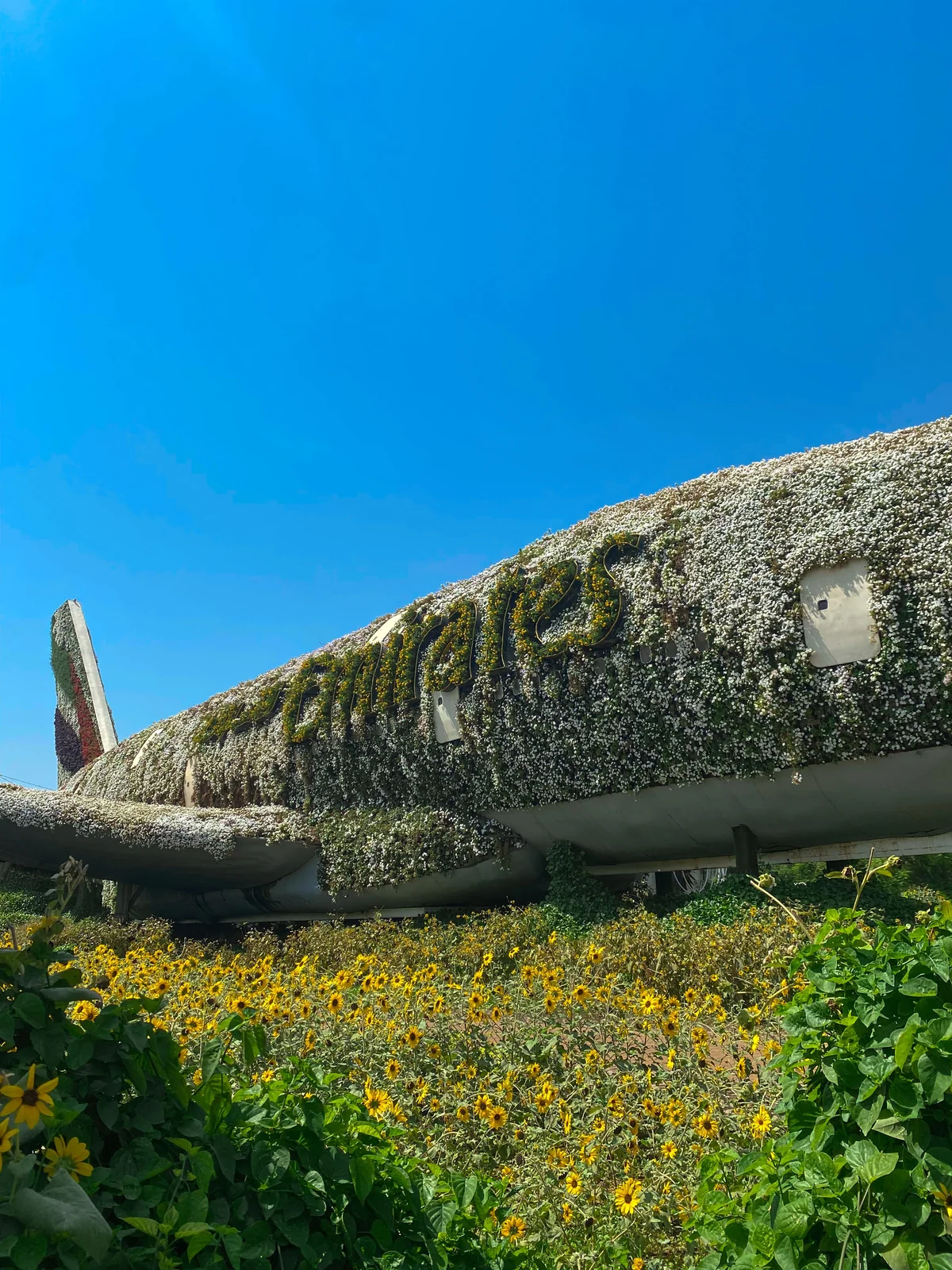 Dubai Miracle Garden - best things to do in dubai