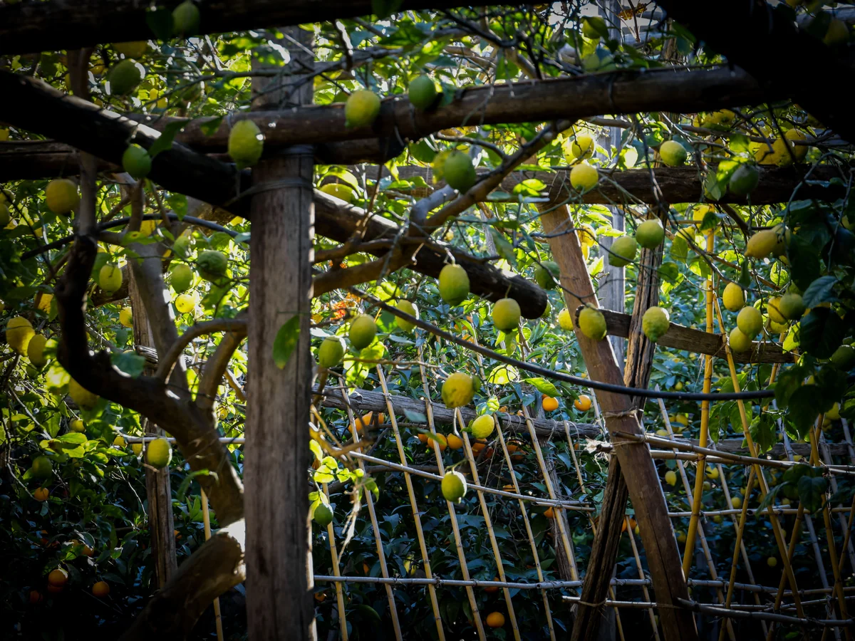 Garavan Neighbourhood - best things to do in menton