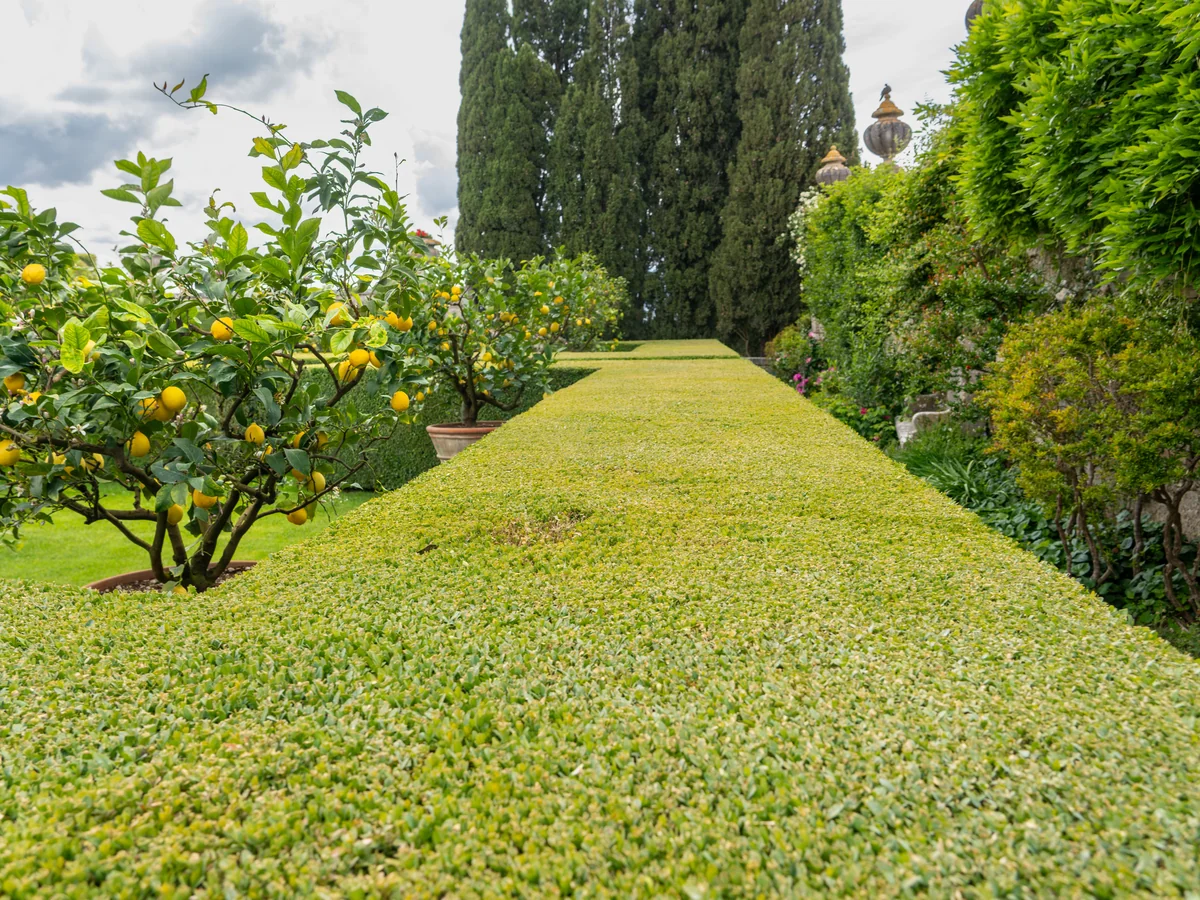 La Ferme des Citrons - best things to do in menton
