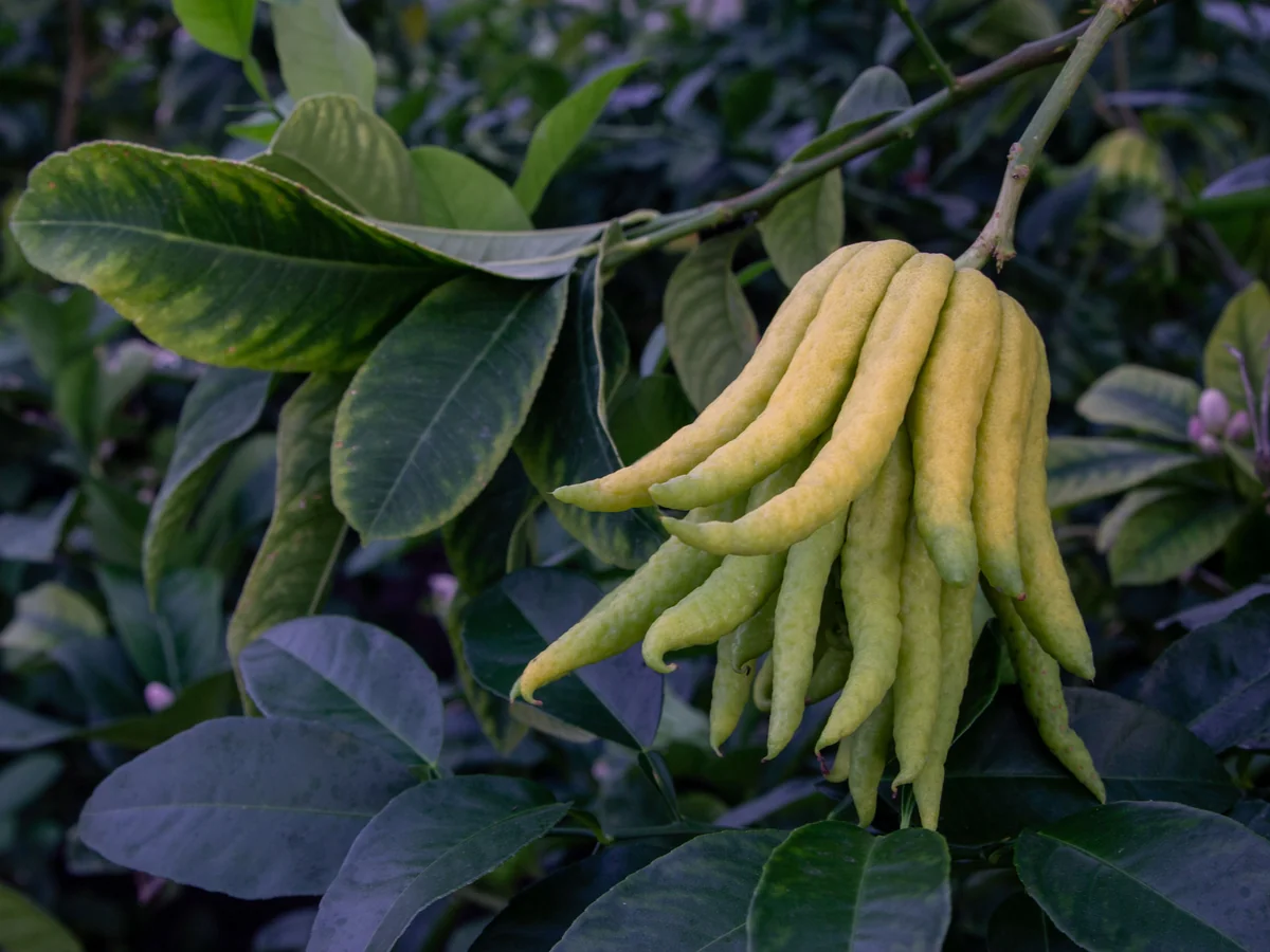 Lemon Festival Menton - best things to do in menton