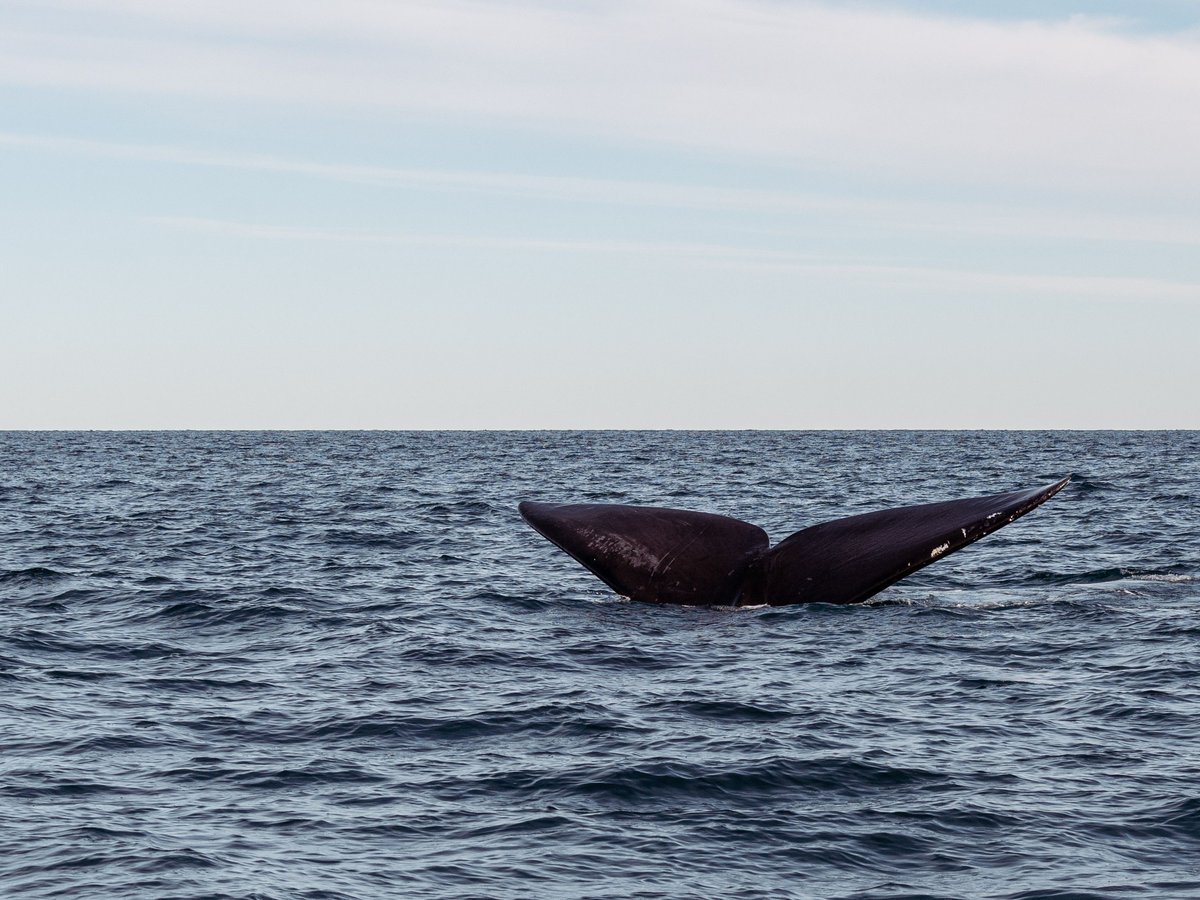 The Best Time to Visit Cape Town for Whale Watching - best time to visit cape town