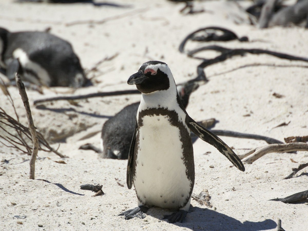Boulders Beach Penguin Colony - day trips from cape town