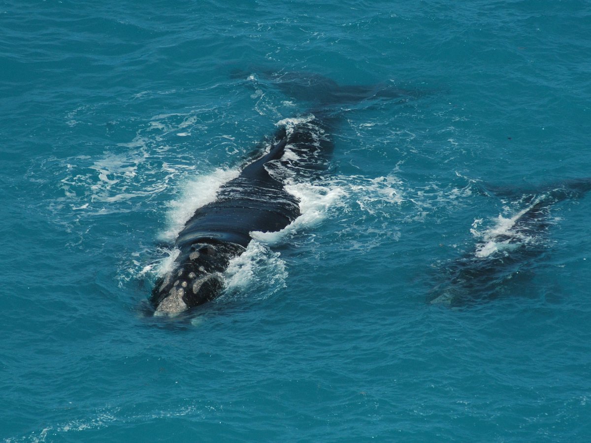 De Hoop Nature Reserve - day trips from cape town