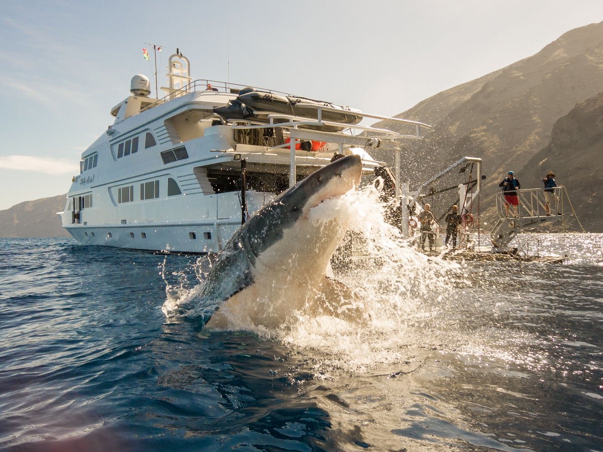 Gansbaai Shark Cage Diving - day trips from cape town