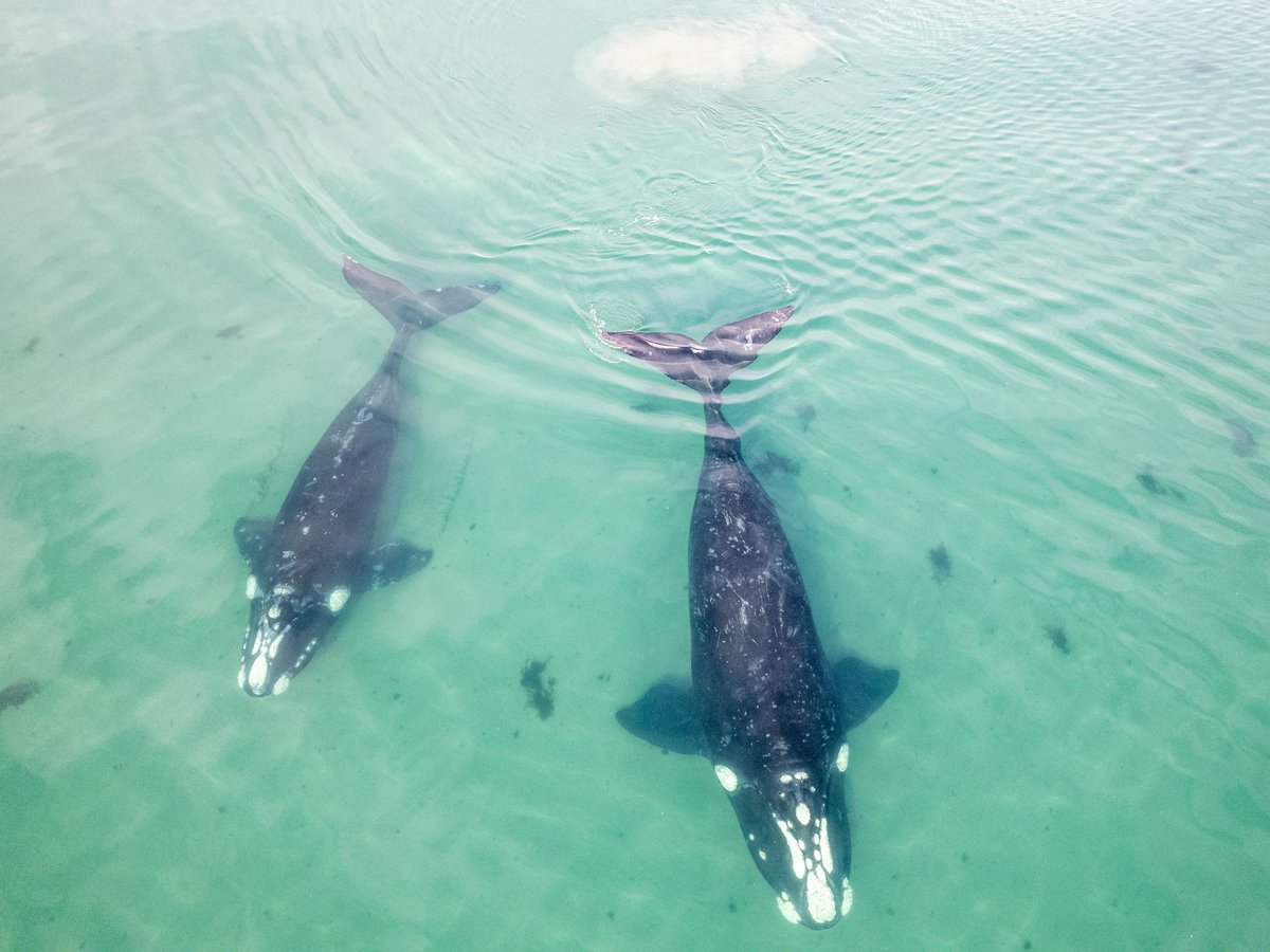 Hermanus Whale Watching - day trips from cape town