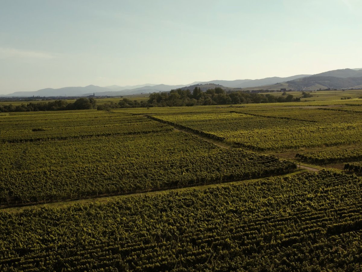 Paarl and the Winelands - day trips from cape town