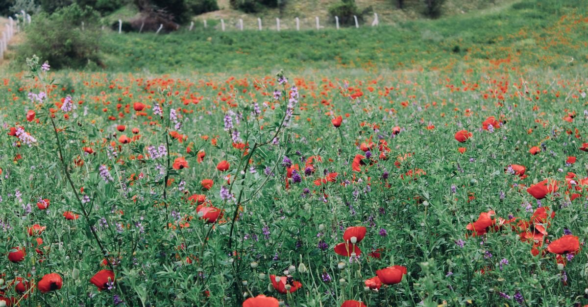 Best Spring Wildflower Hikes in the USA: 10 Trails Bursting With Color
