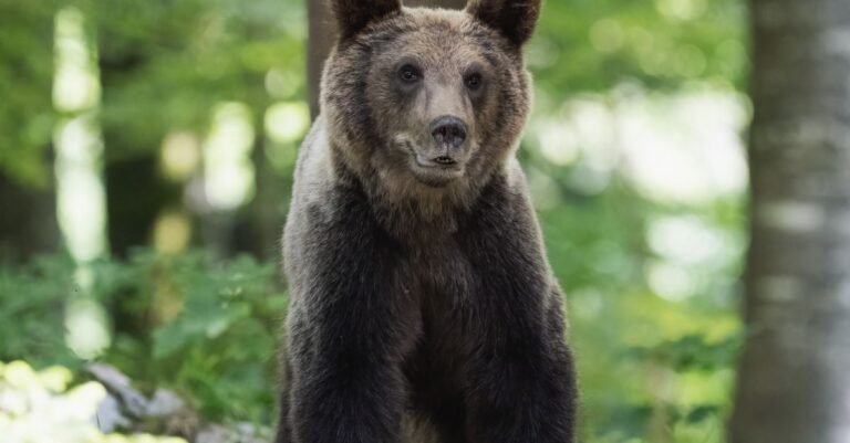 What to Do If You See a Bear While Hiking: A Calm, Step-by-Step Guide